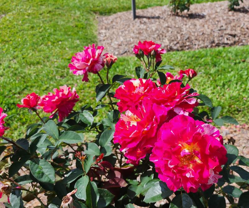 John rose king gardener